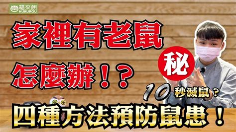 老鼠來家裡|預防老鼠4大方法！讓老鼠再也不敢進你家。超強捕鼠神器，十秒。